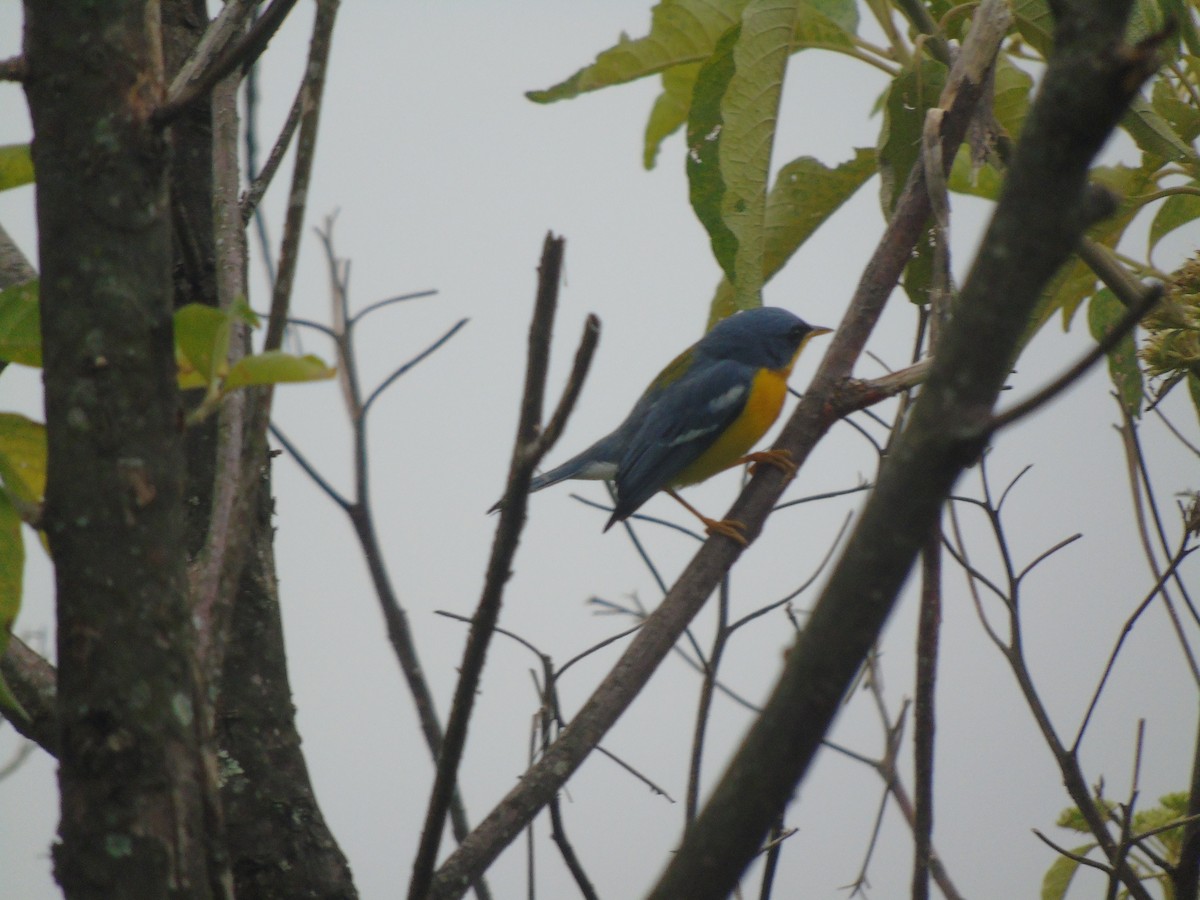 Tropical Parula - ML632320805