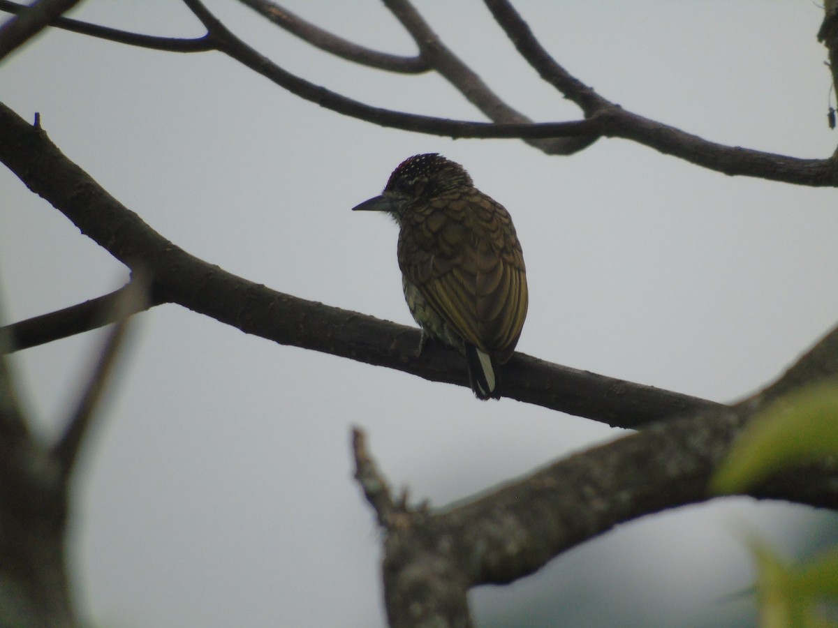 Scaled Piculet - ML632320840