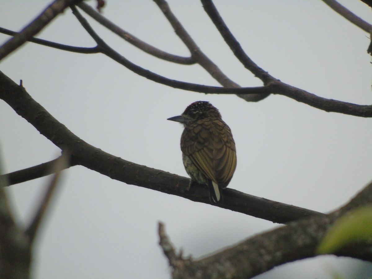 Scaled Piculet - ML632320841