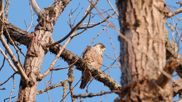 Peregrine Falcon - ML632320871