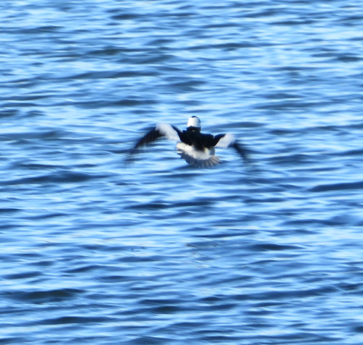 Bufflehead - ML632320909
