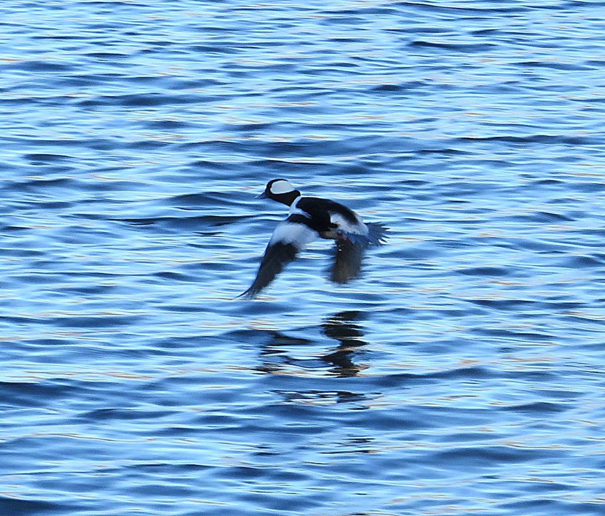 Bufflehead - ML632320910