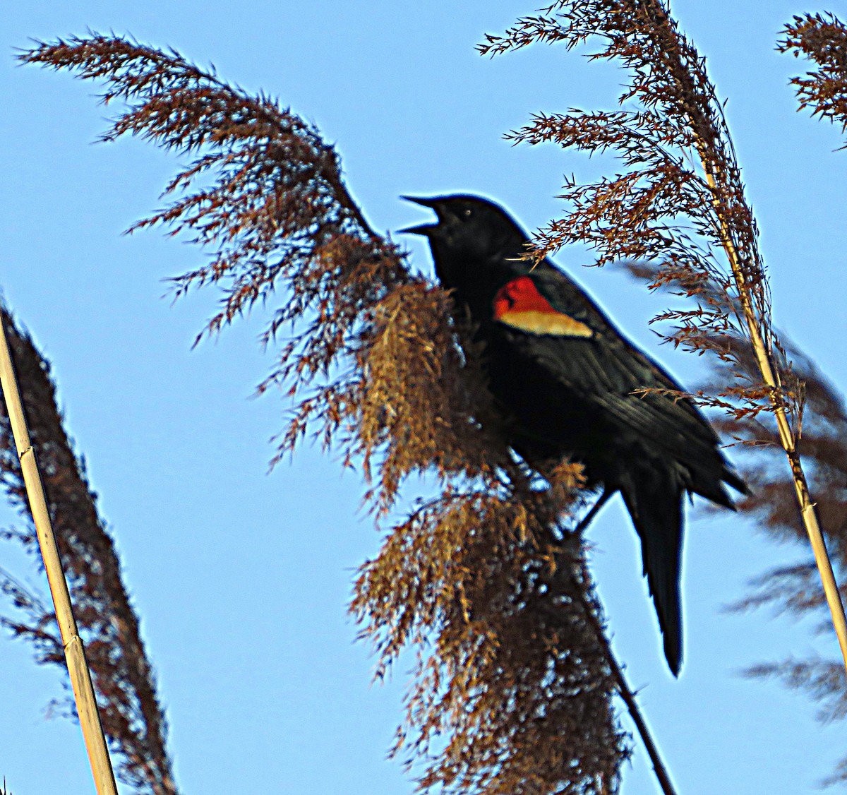 Red-winged Blackbird - ML632320943