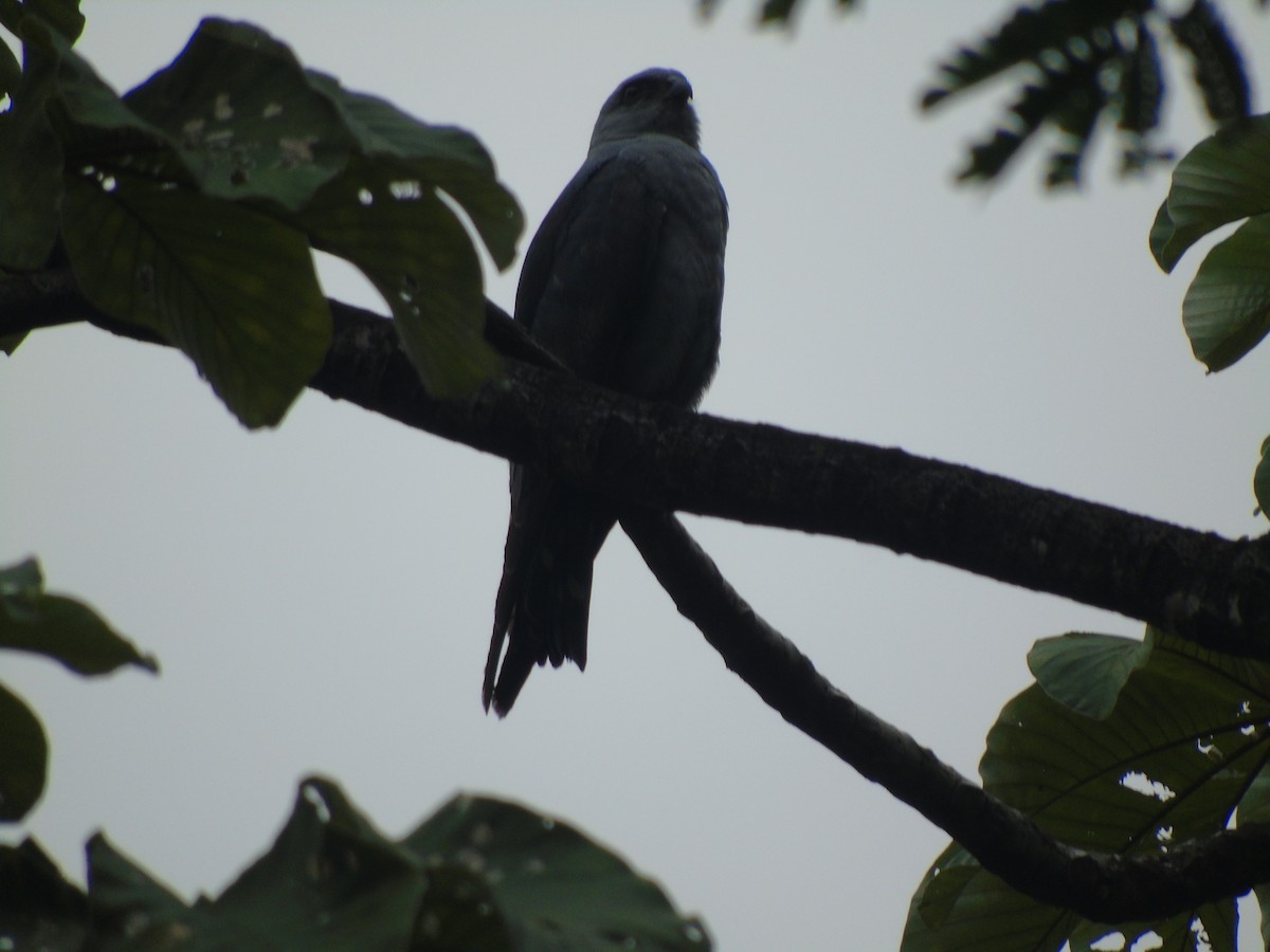 Plumbeous Kite - ML632320948