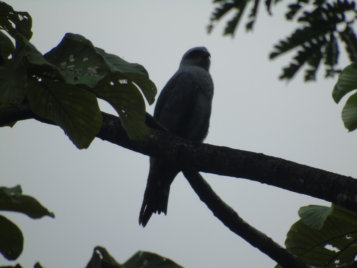 Plumbeous Kite - ML632320949
