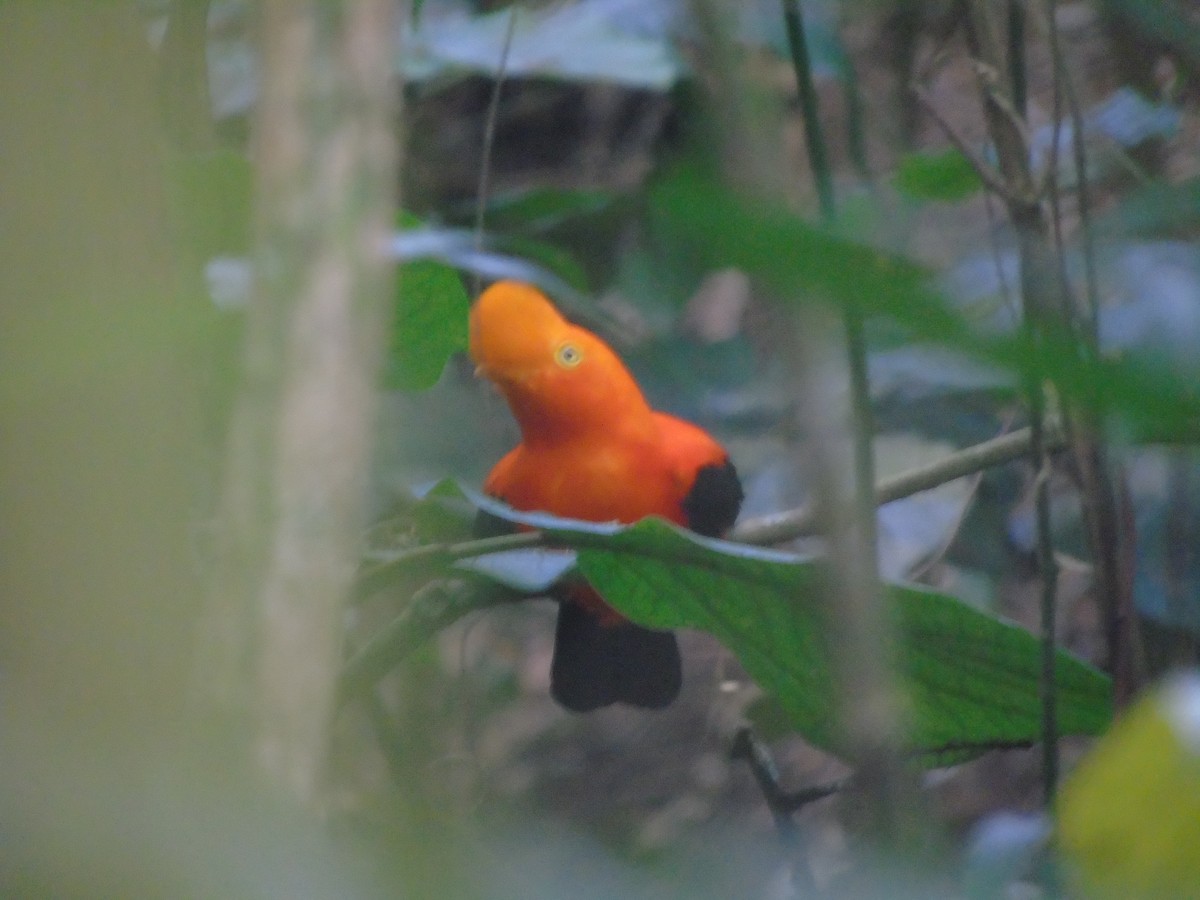 Andean Cock-of-the-rock - ML632320984