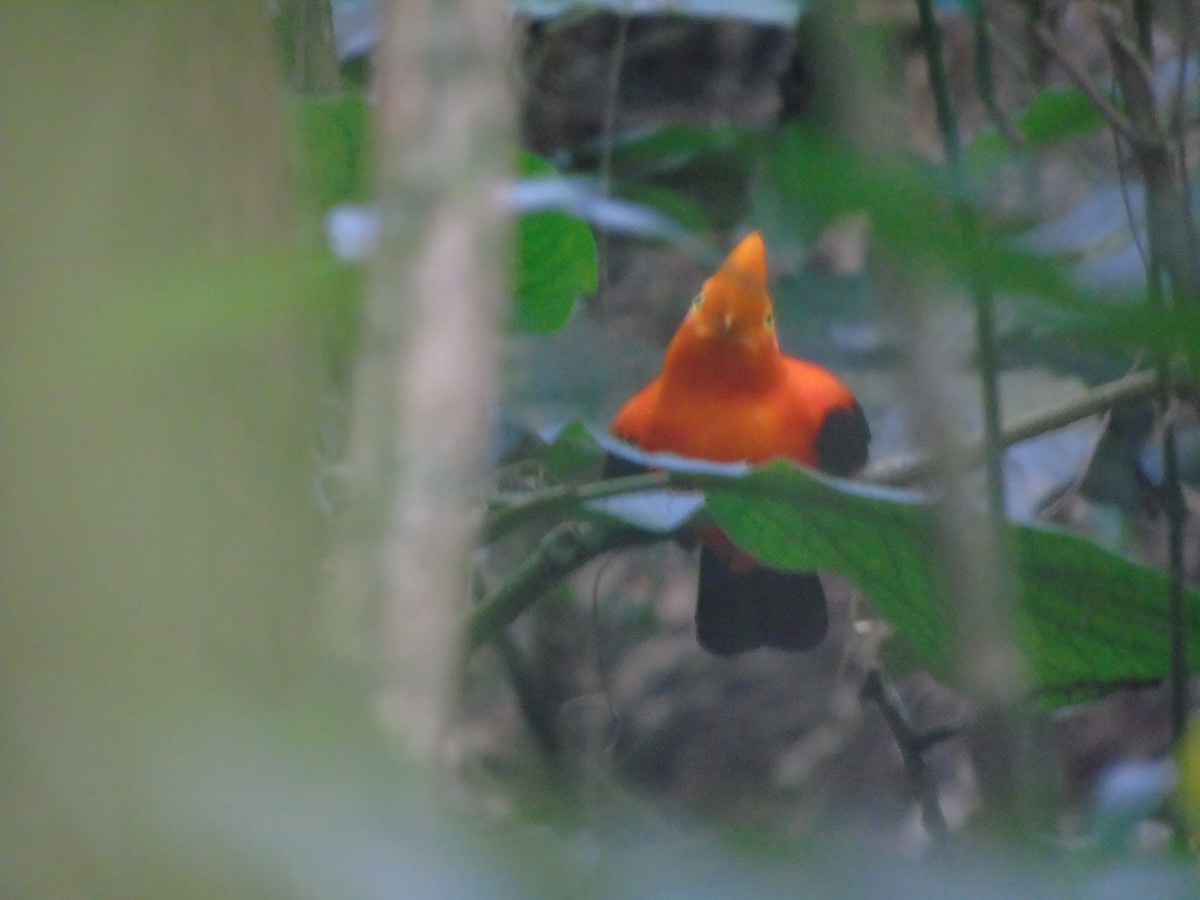 Andean Cock-of-the-rock - ML632320985