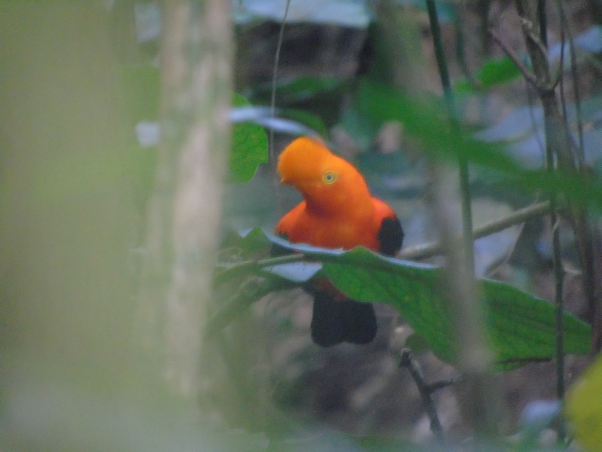 Andean Cock-of-the-rock - ML632320986