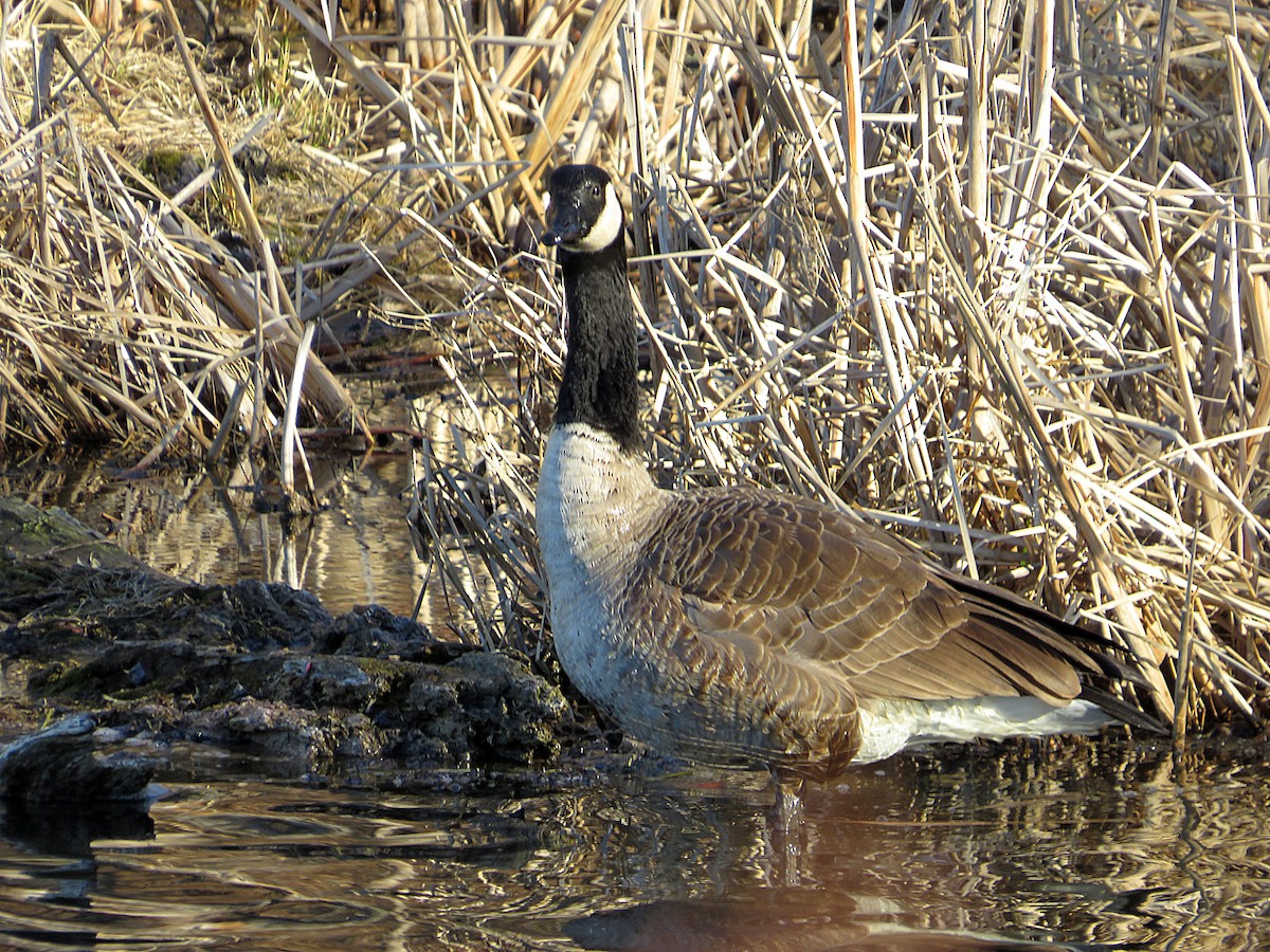 Canada Goose - ML632321027