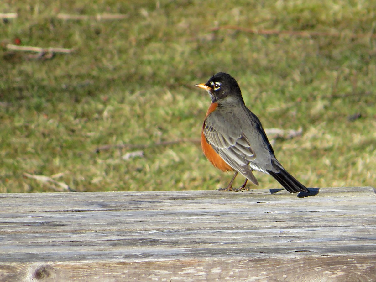 American Robin - ML632321089