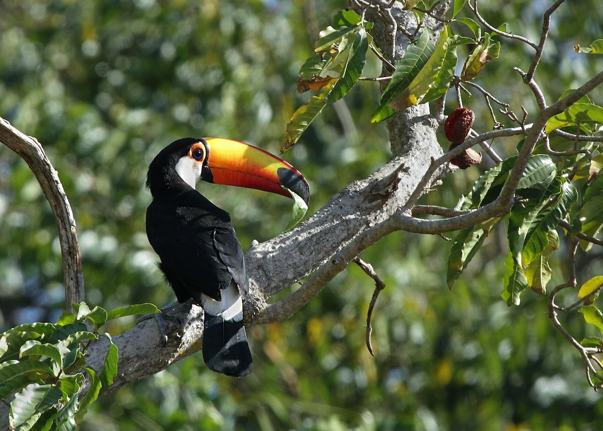 Toucan toco - ML632321252