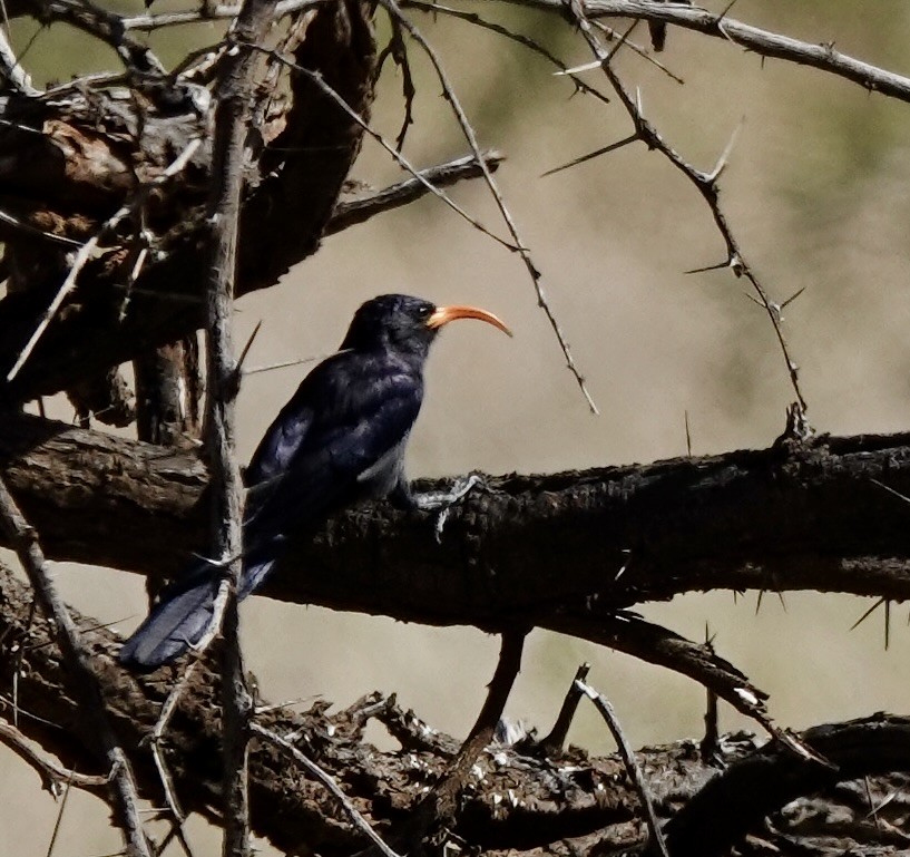 Abyssinian Scimitarbill - ML632321253