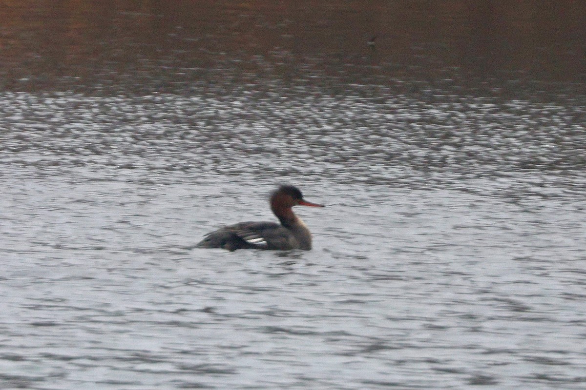 Red-breasted Merganser - ML632321363