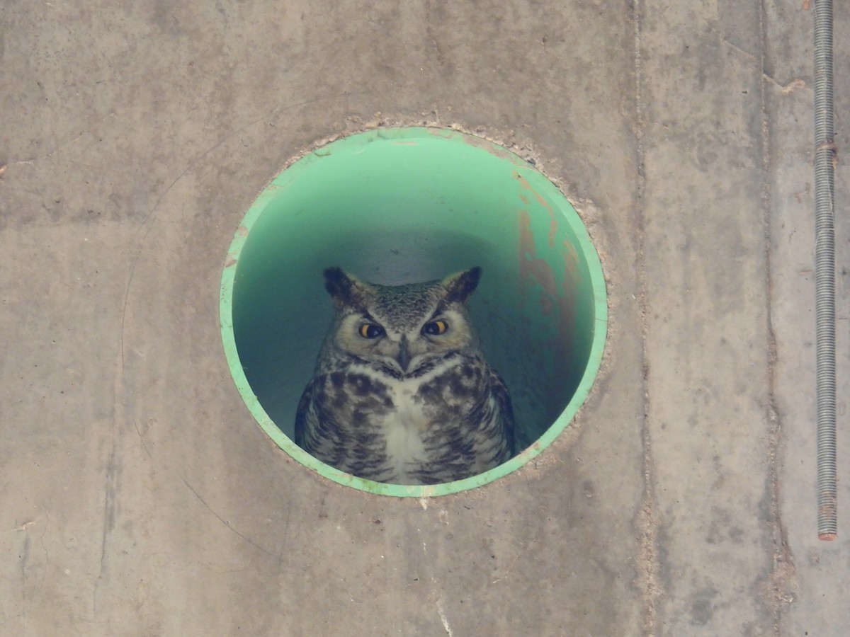 Great Horned Owl - ML632321429