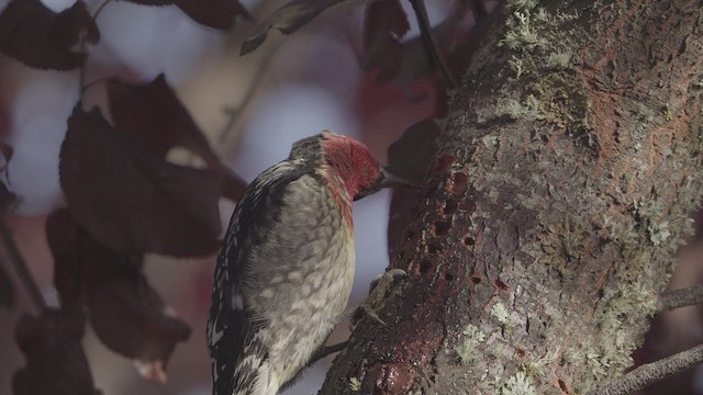 Red-breasted Sapsucker - ML632321532