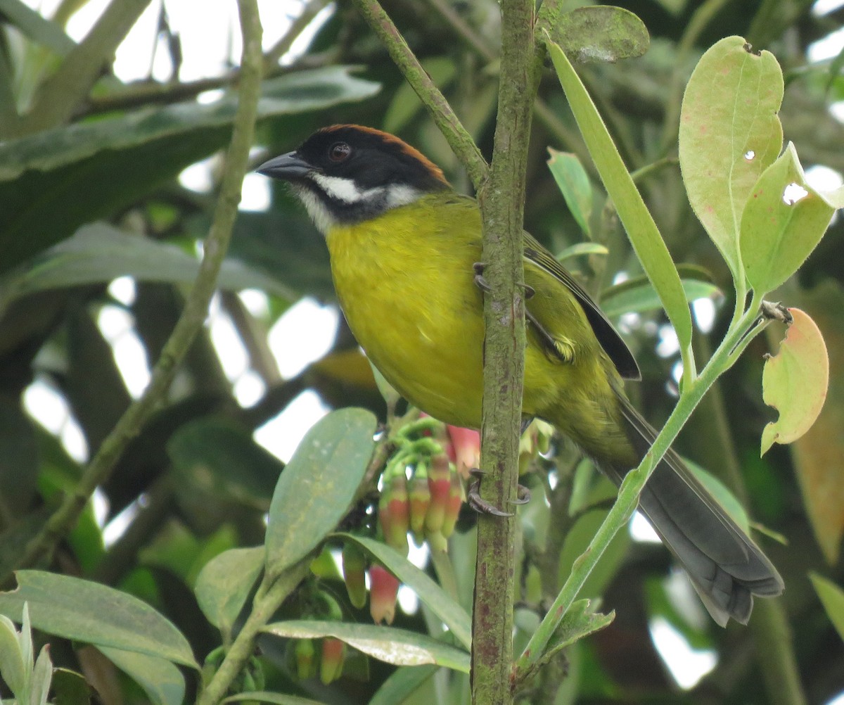 Moustached Brushfinch - Iván Lau