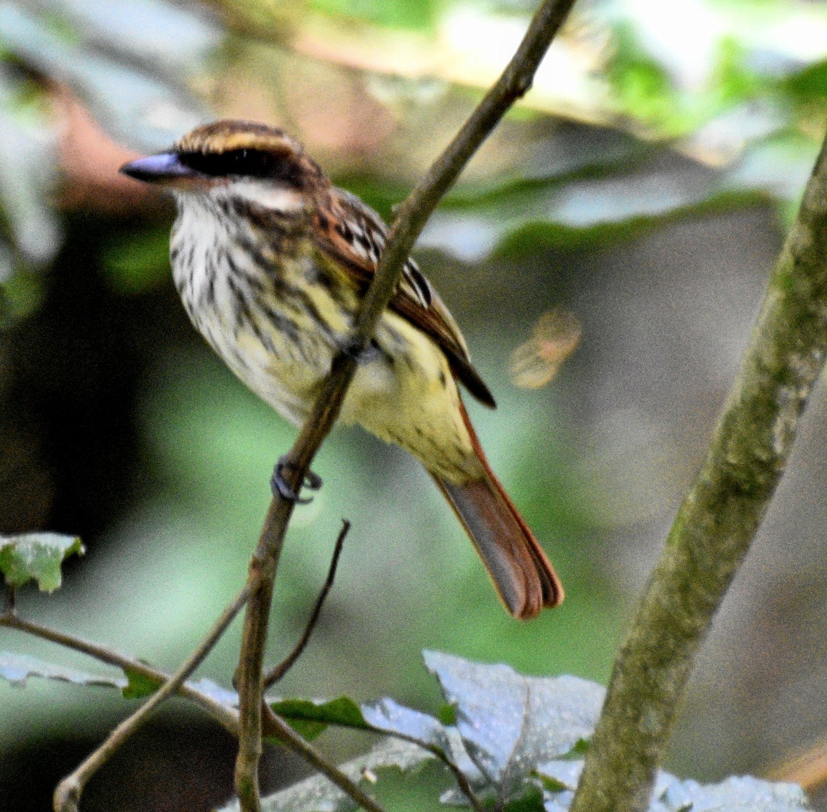 Streaked Flycatcher (Northern) - ML632321572