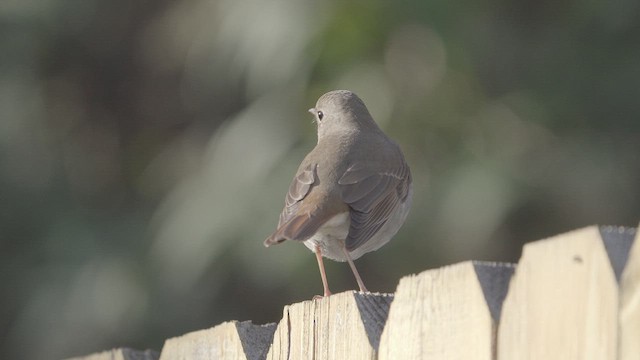 Hermit Thrush - ML632321581
