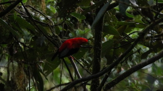 Andean Cock-of-the-rock - ML632321604