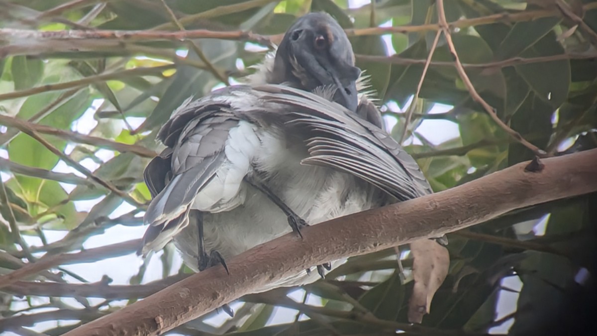 Noisy Friarbird - ML632321656