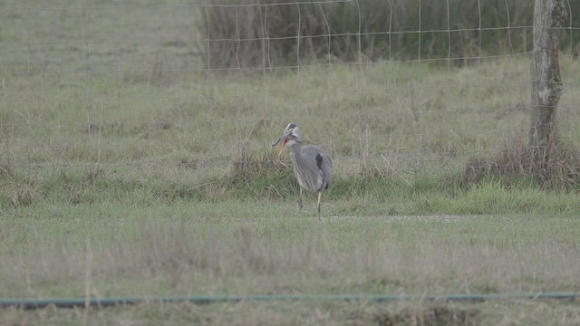 Great Blue Heron - ML632321798