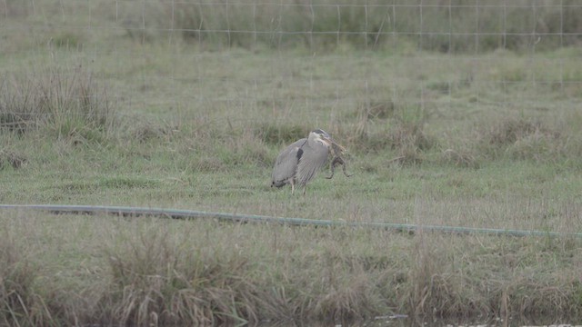 Great Blue Heron - ML632321805