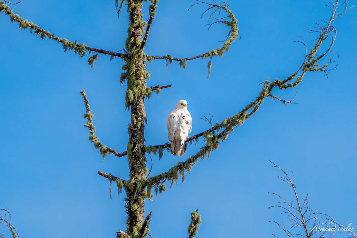 Red-tailed Hawk - ML632321819