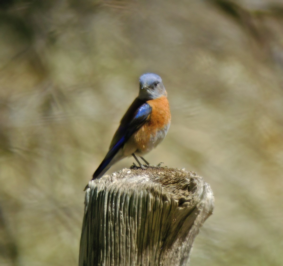 Western Bluebird - ML632321840