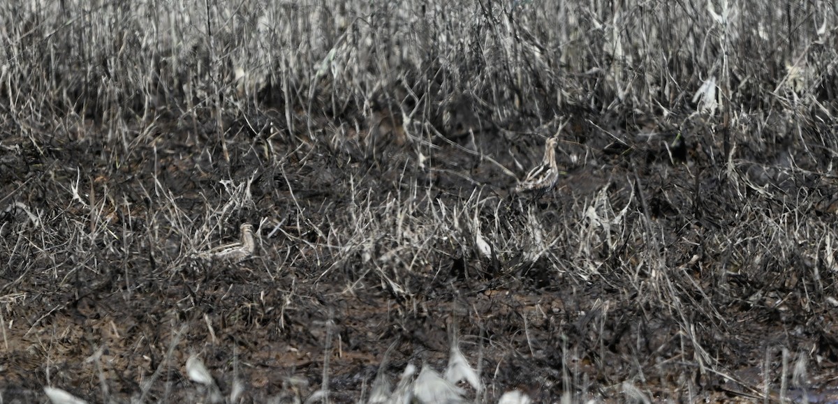 Wilson's Snipe - ML632321842