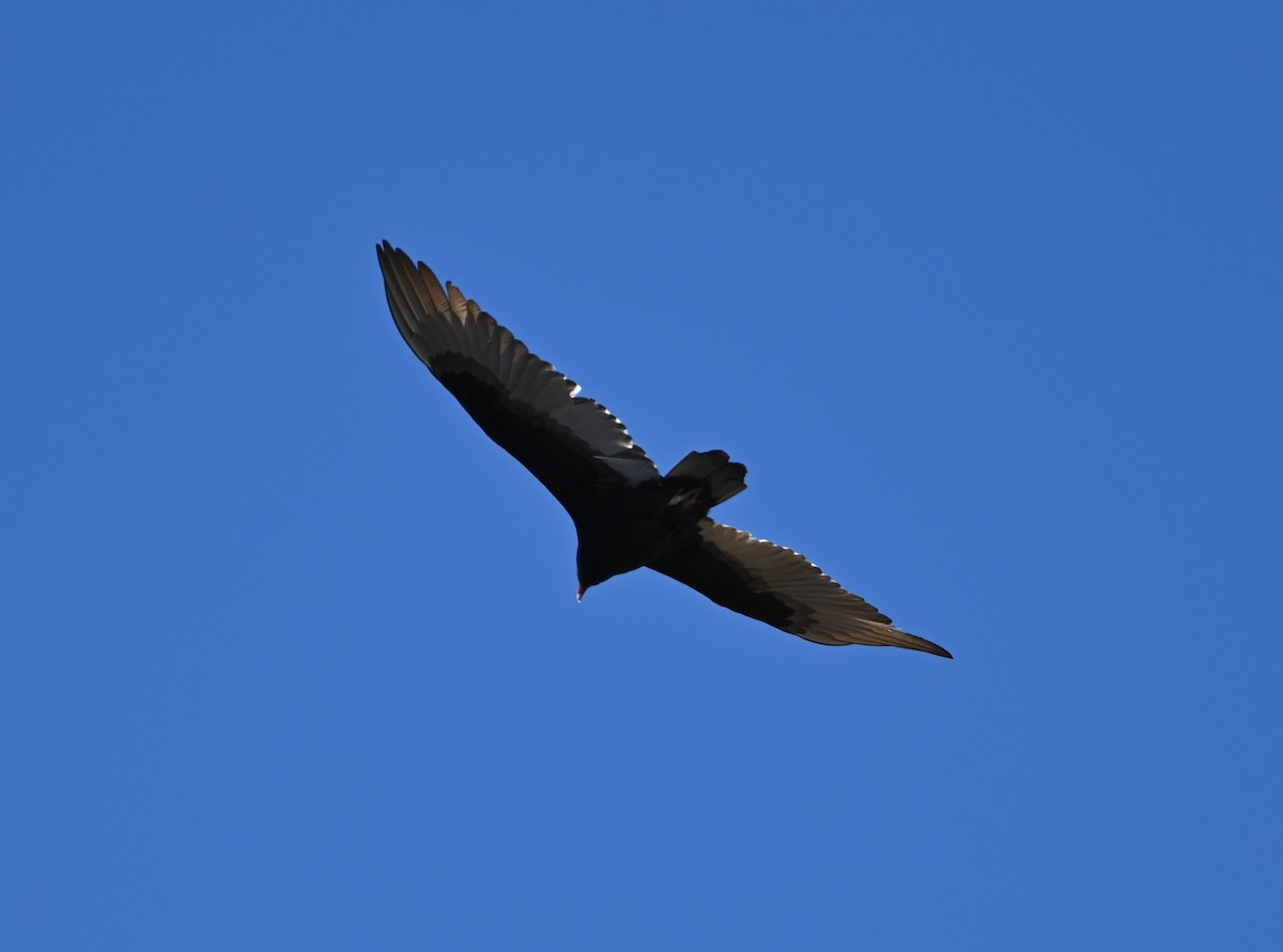Turkey Vulture - ML632321873
