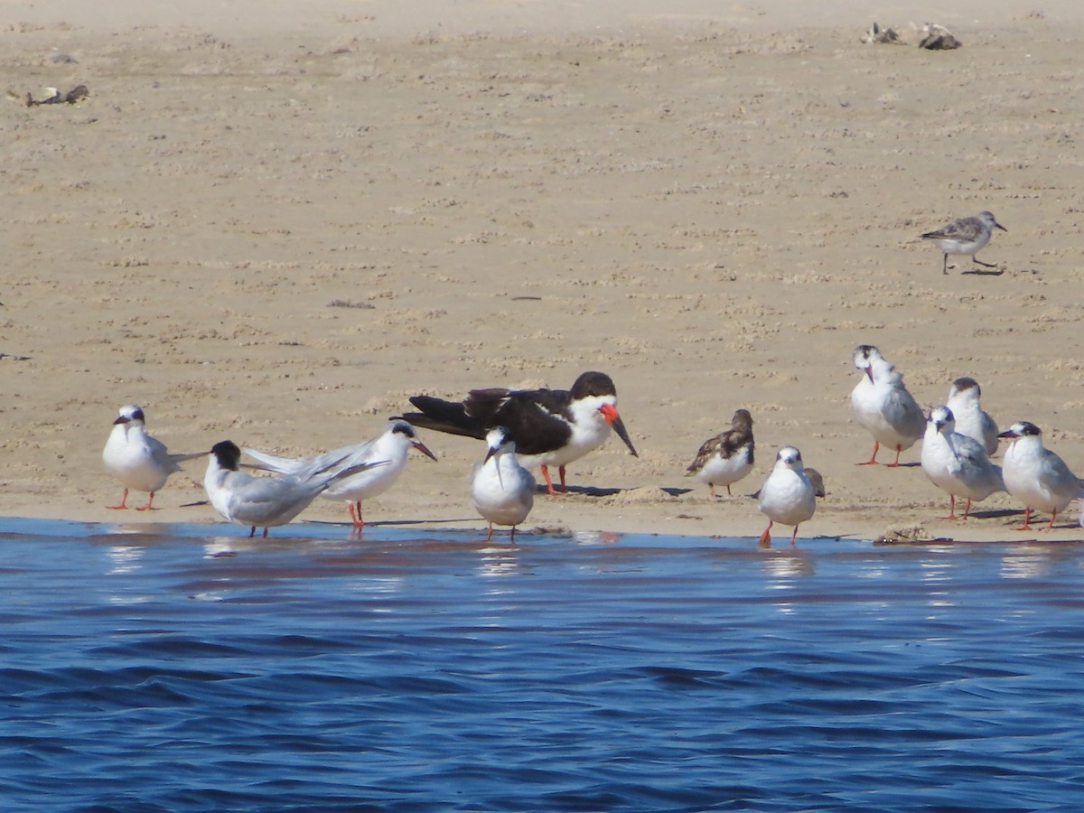 eBird Checklist - 18 Mar 2025 - Bald Point SP - 31 species