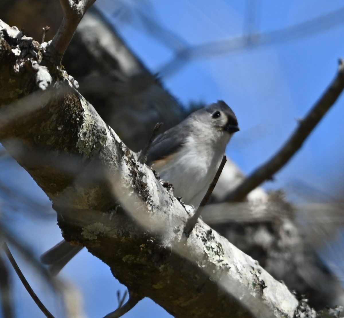 Tufted Titmouse - ML632321920