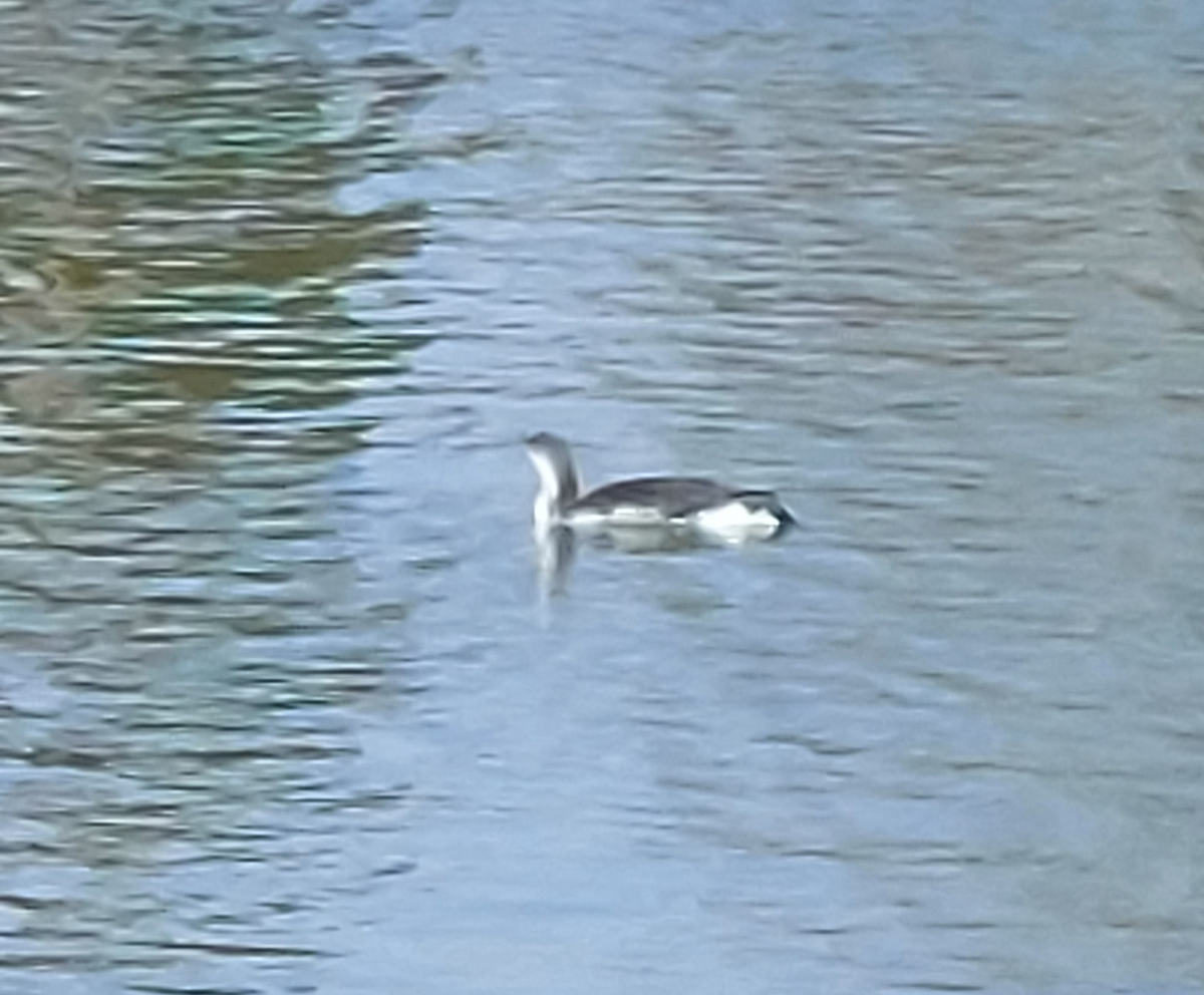 Red-throated Loon - ML632321926