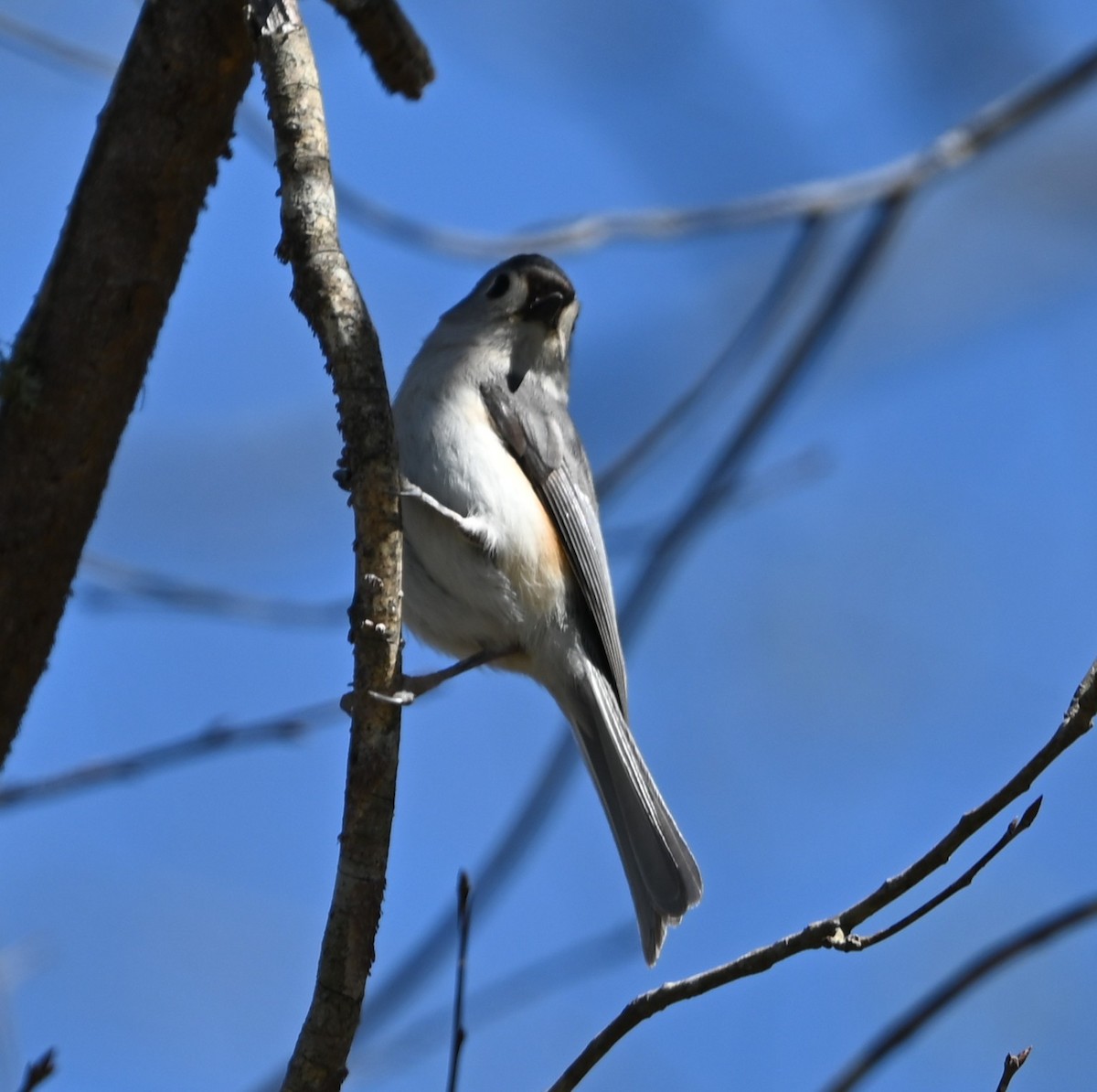 Tufted Titmouse - ML632321927