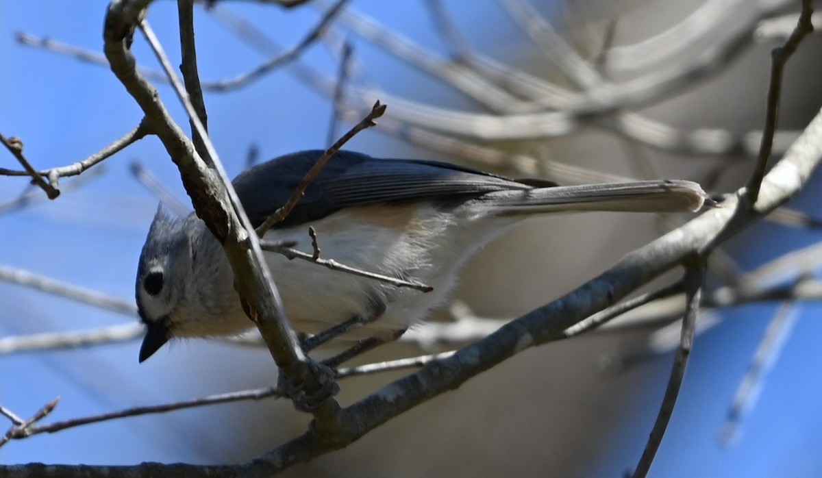 Tufted Titmouse - ML632321951