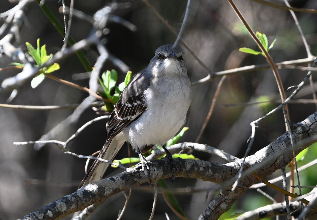 Northern Mockingbird - ML632321986