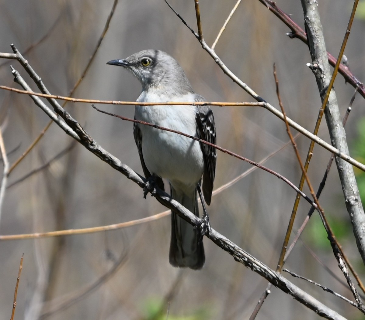 Northern Mockingbird - ML632322003