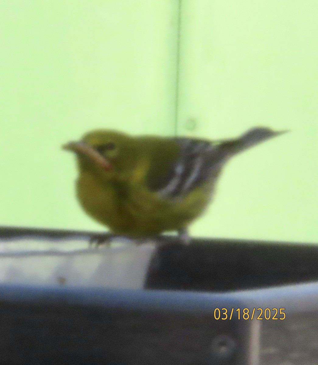 Pine Warbler - ML632322097