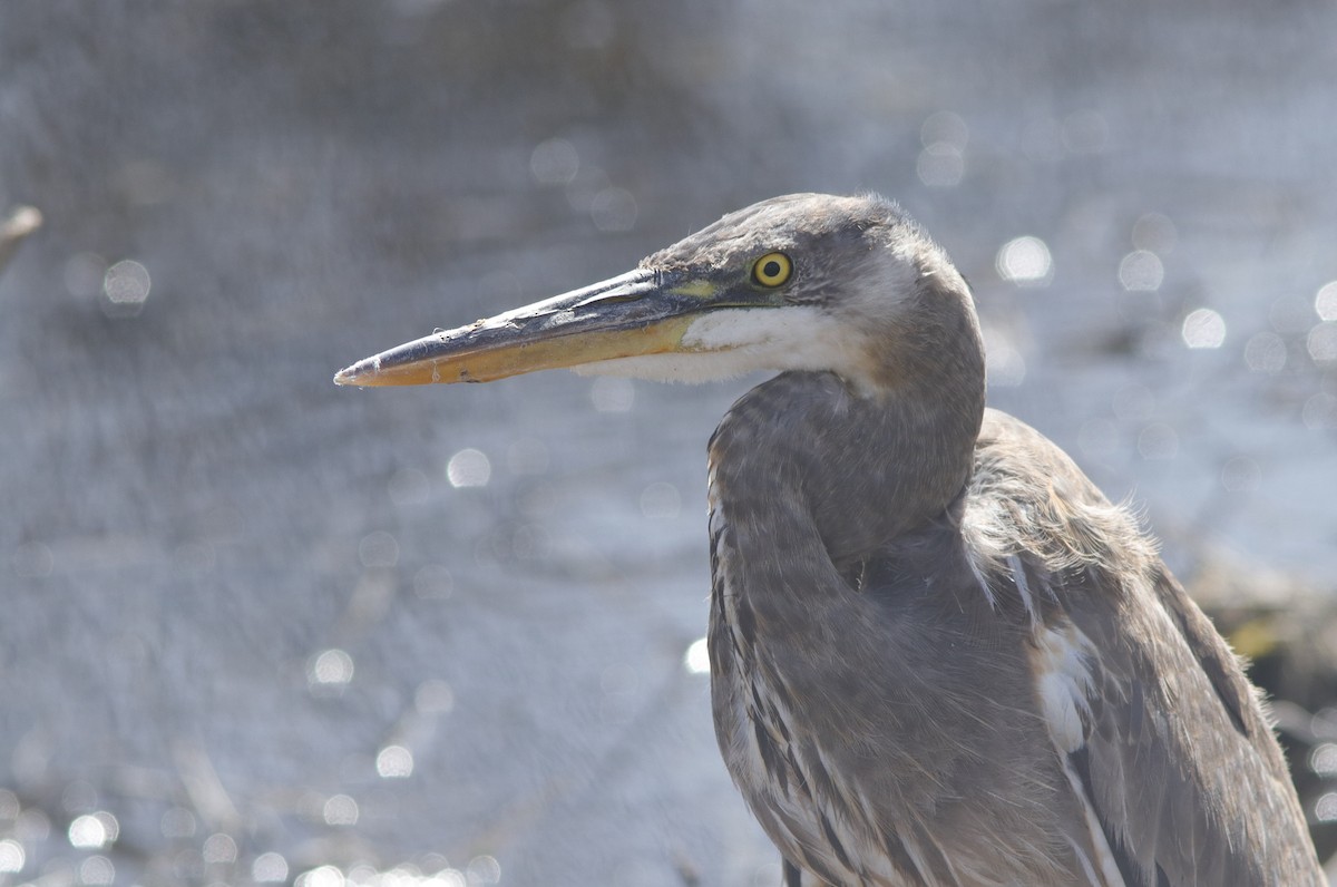Great Blue Heron - ML632322190