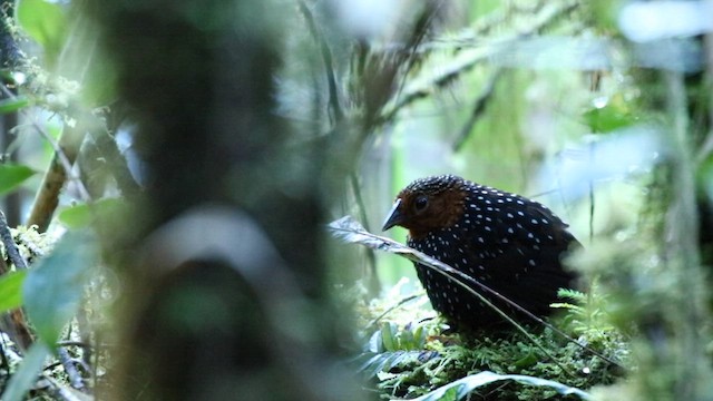 Ocellated Tapaculo - ML632322287