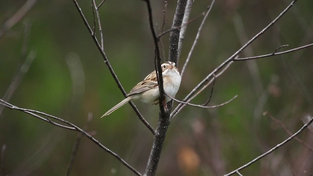 Clay-colored Sparrow - ML632322582