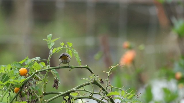 Virginia's Warbler - ML632322628
