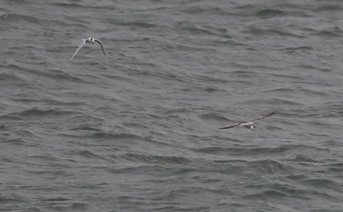Little Gull - ML632322707