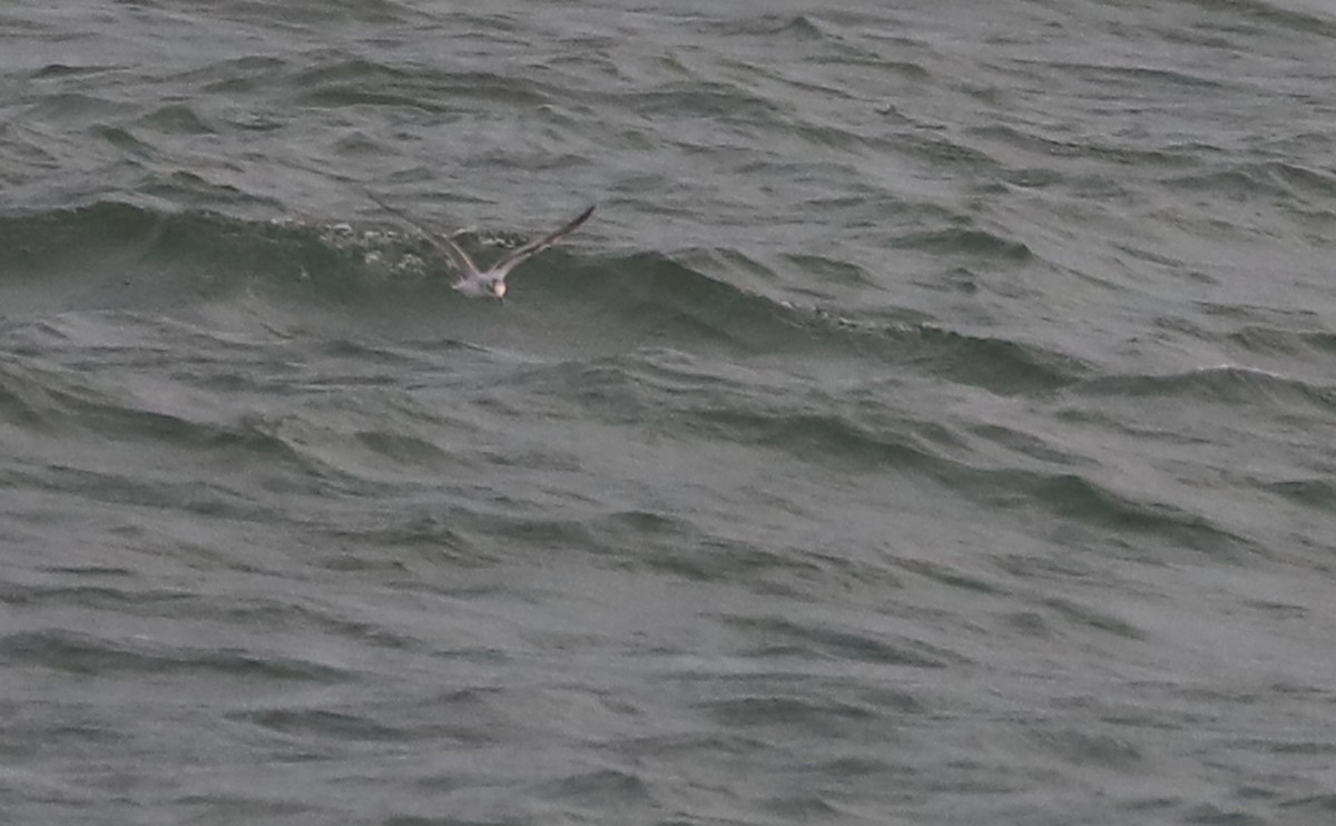 Little Gull - ML632322712
