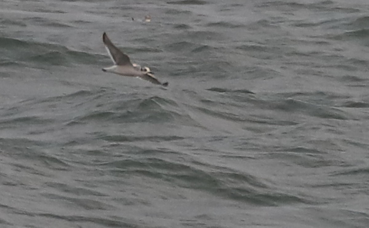 Little Gull - ML632322714