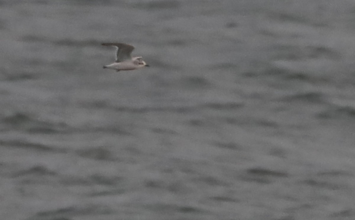 Little Gull - ML632322722