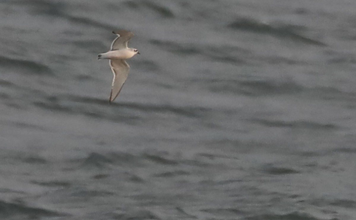 Little Gull - ML632322726