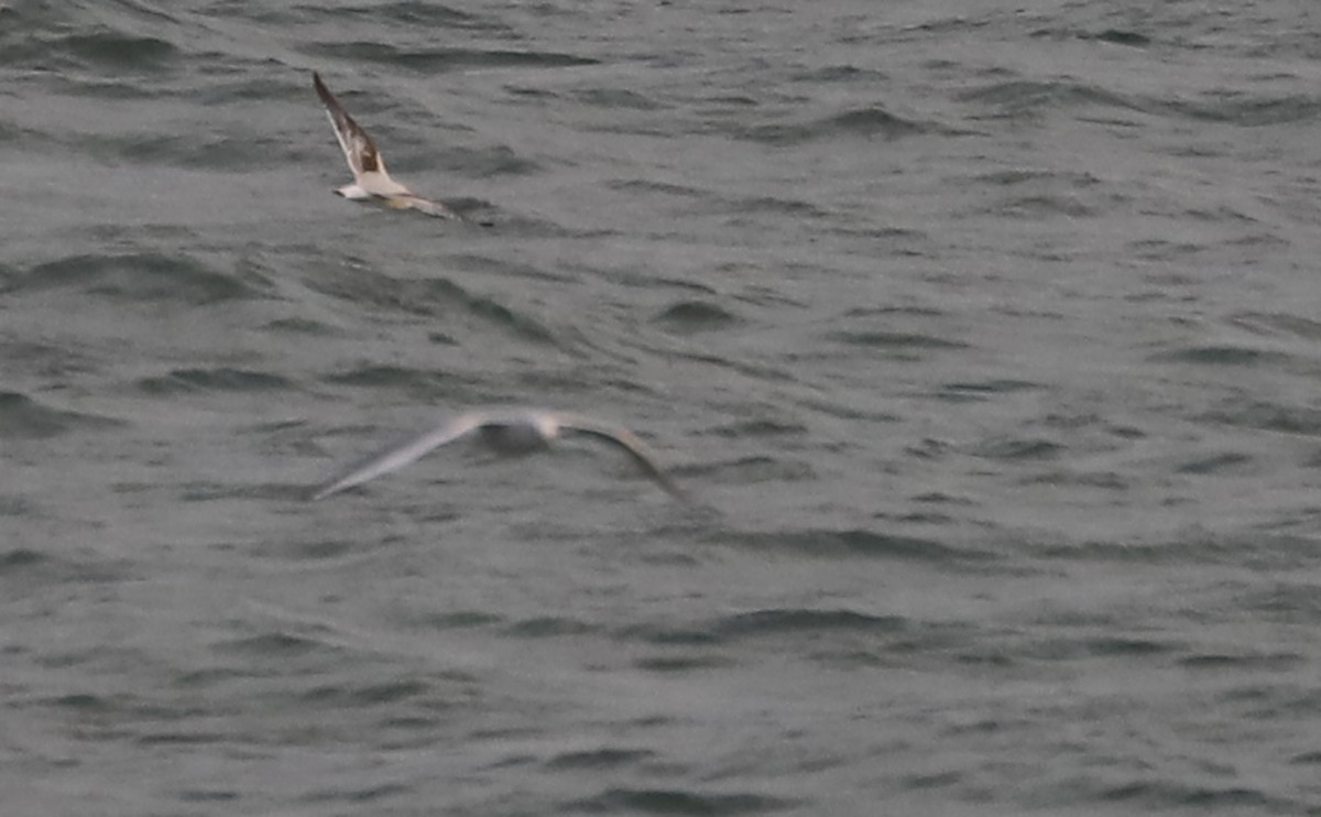 Little Gull - ML632322731