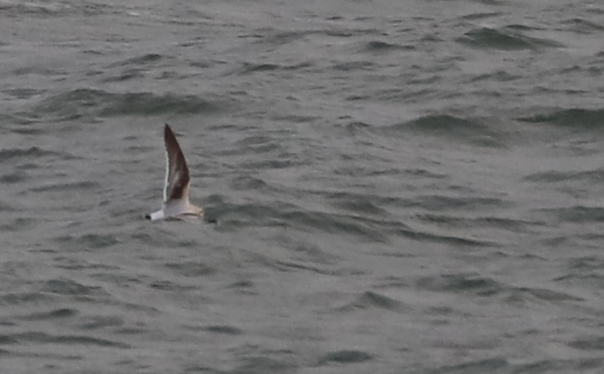 Little Gull - ML632322734