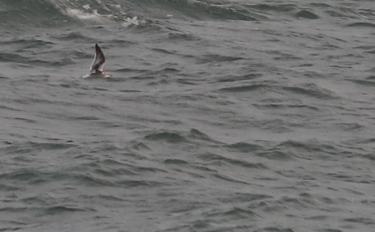 Little Gull - ML632322737